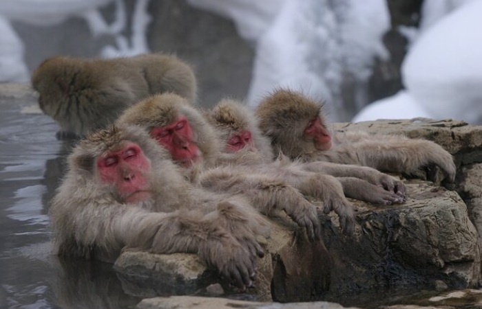 Day Trip to See the Japanese Macaque