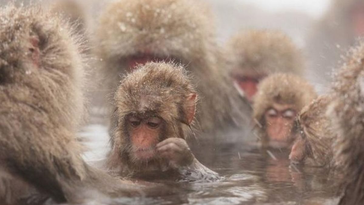 Escapada de un día para ver el macaco japonés con almuerzo de sukiyaki incluido