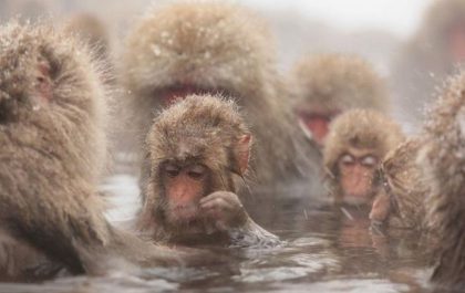 escapada de un día para ver el macaco japonés con almuerzo de sukiyaki incluido
