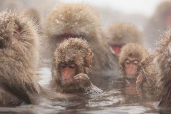 escapada de un día para ver el macaco japonés con almuerzo de sukiyaki incluido