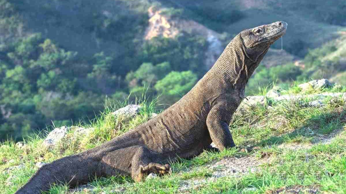 Komodo National Park – The Island of Gaint Lizards