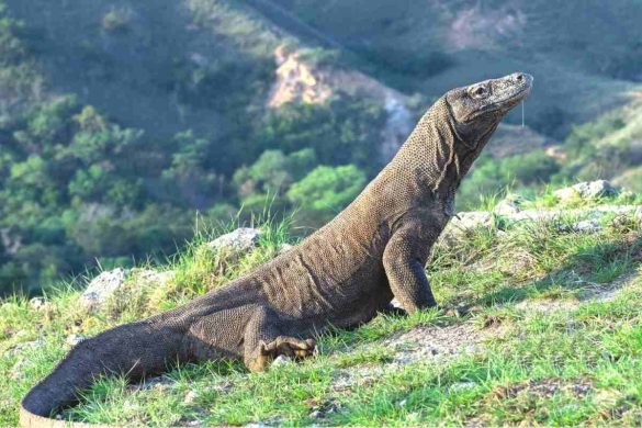 Komodo National Park – The Island of Gaint Lizards